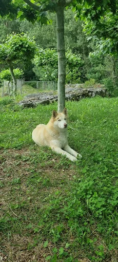 Las mascotas de Ines centro canino