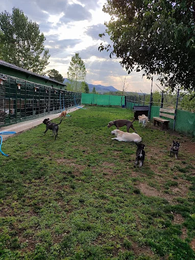 Luan Residencia Canina