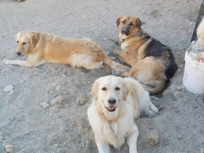 MADRID YOUR PET CARE