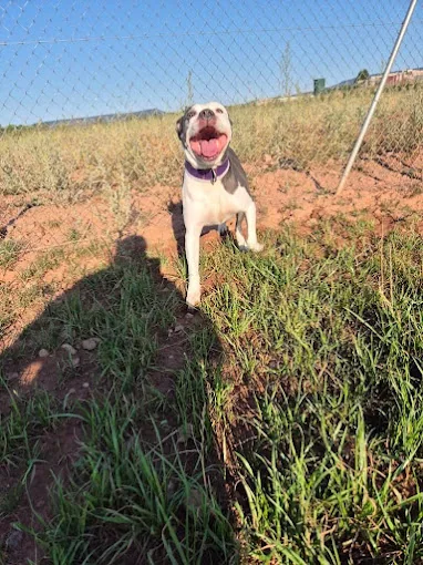 Mimados Residencia Canina