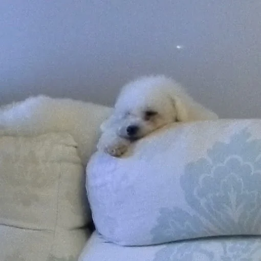 Mimo perros