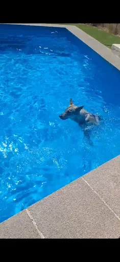 Nubomi Camp Canino - Residencia Canina sin jaulas en Madrid