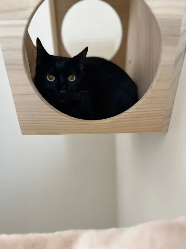 Only Cats