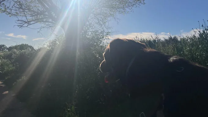 Paraíso Perruno / Cuidado de mascotas / Cuidado de perros