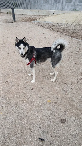 Paseador de perros y guardería canina Barcelona@Mascotafelizz