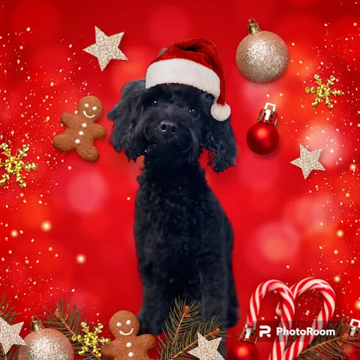 Peluquería & Guarderia de Mascotas Estrella Patazz