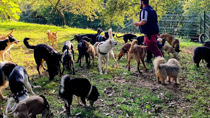 Peluquería, Guardería y Educación Canina Pelos & Patas