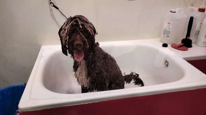 Peluquería y guardería canina "EUROCAN"
