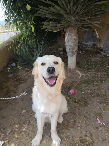 Peluquería y Guardería Canina Lili