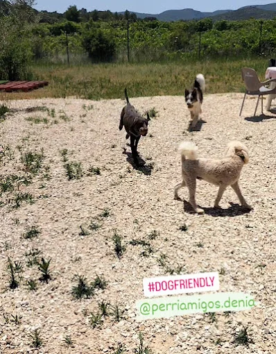 Perriamigos Servicios Para Mascotas
