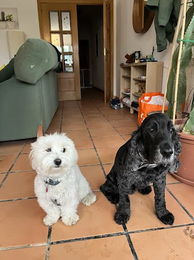 PERRITOS ENCANTADOS