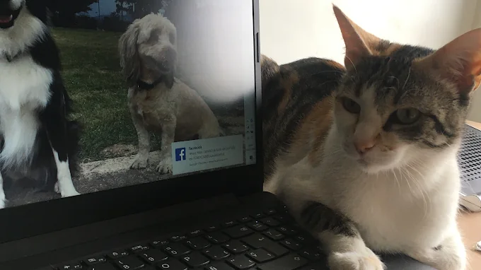 Perrygatos