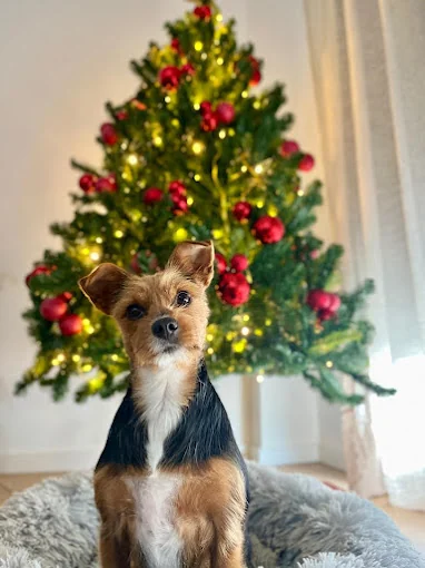 Pet Grooming Salón (PeluqueríaCanina y Felina, Guardería canina)