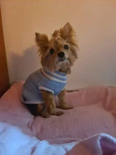 Pet Lover Valencia
