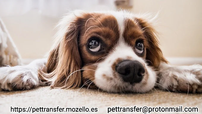 PETTRANSFER