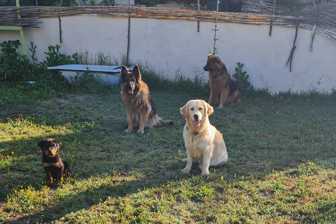 PIA A. DOG BEHAVIOUR ~ ADIESTRADORA ESPECIALIZADA EN MODIFICACIÓN DE CONDUCTA +