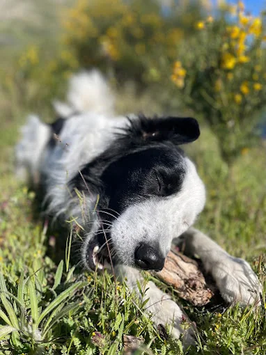 Punto de recogida Finca Mazasti Residencia Canina