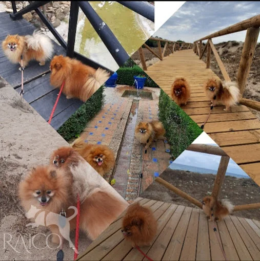 Raico Mascotas