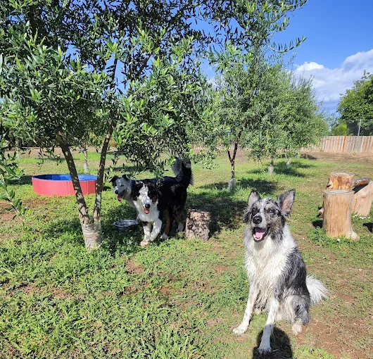 Residencia Can Pluto