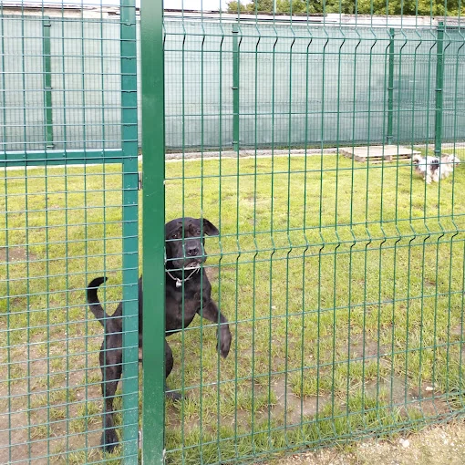 Residencia Canina Amigos de Nico