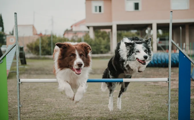 Residencia Canina Animalia