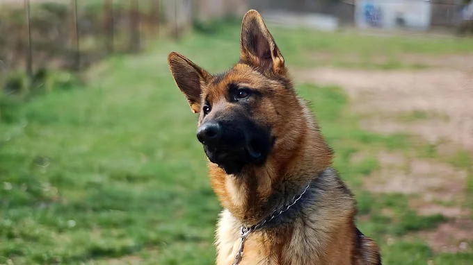 Residència canina Barcelona Els Tres Pins