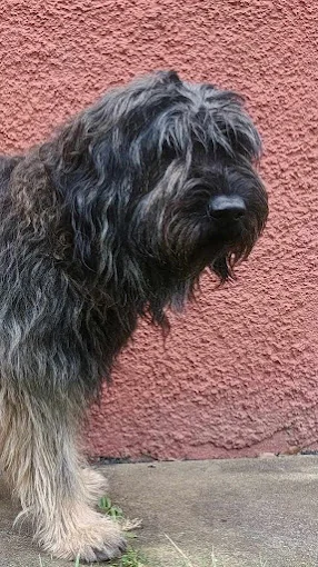 Residencia canina Can Del Alero