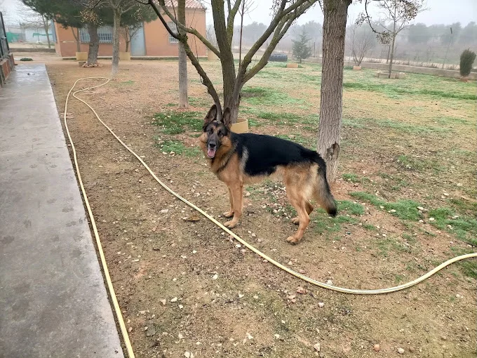 Residencia Canina Canela de Sta Ana