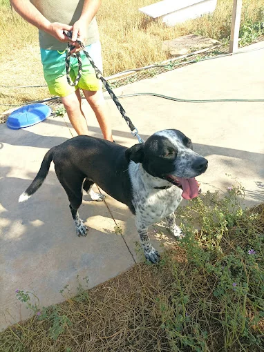 RESIDENCIA CANINA CANINIWEN