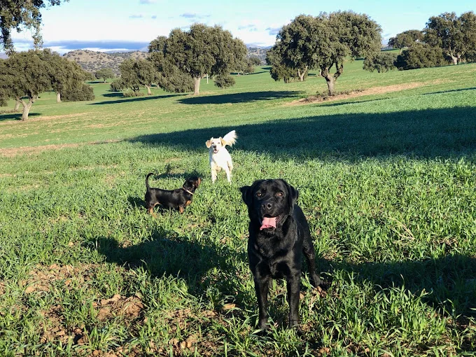 Residencia Canina Dog Camp Madrid