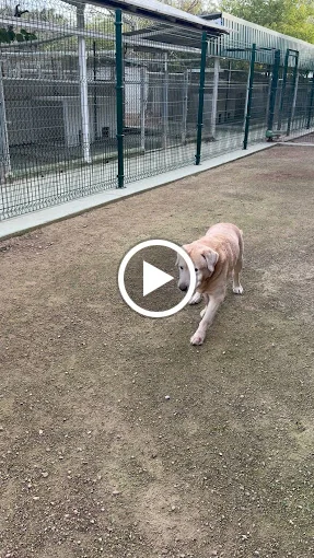 Residencia Canina Don Perro y Doña Gata