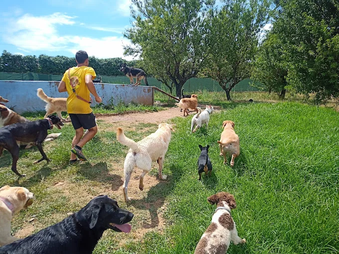 Residencia Canina El Mas