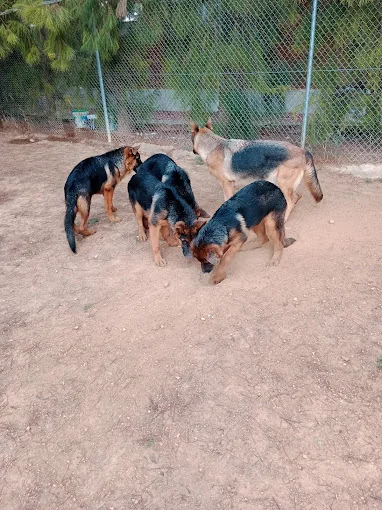 RESIDENCIA CANINA HELEN KELLER
