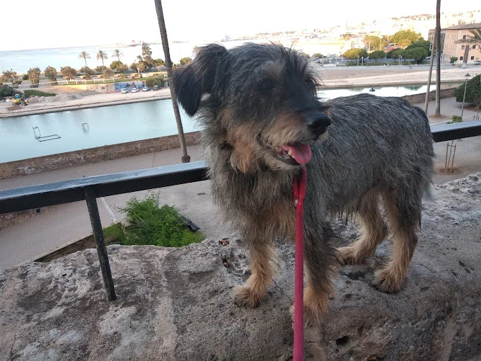Residència Canina i Felina "Von Falkenau"