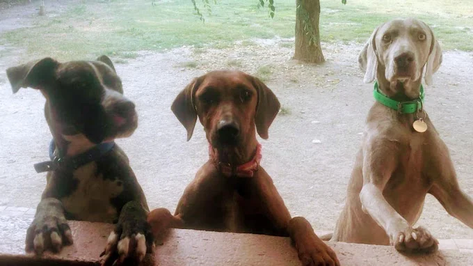 Residencia Canina Jasmi