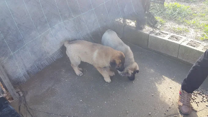 Residencia Canina Kan de Almacal