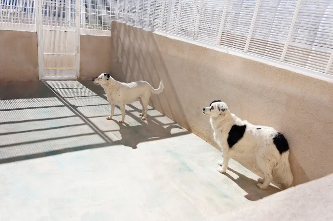 Residencia Canina LA NAHORA