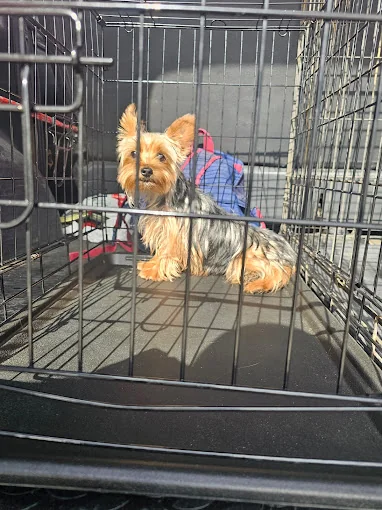 Residencia Canina Las Cabrerizas del Sur