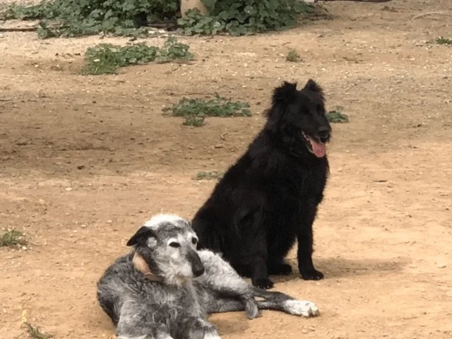 Residencia Canina Llanos de Rosa
