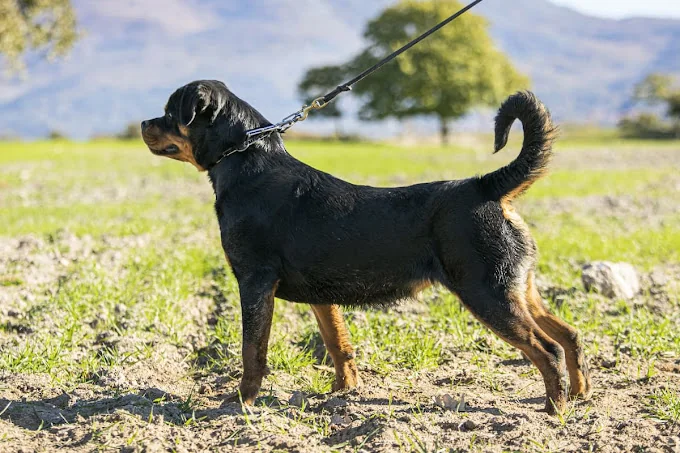 Residencia Canina Los Tres Lugares