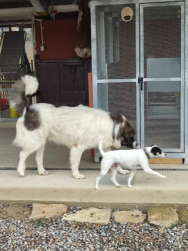 Residencia canina LunaMon