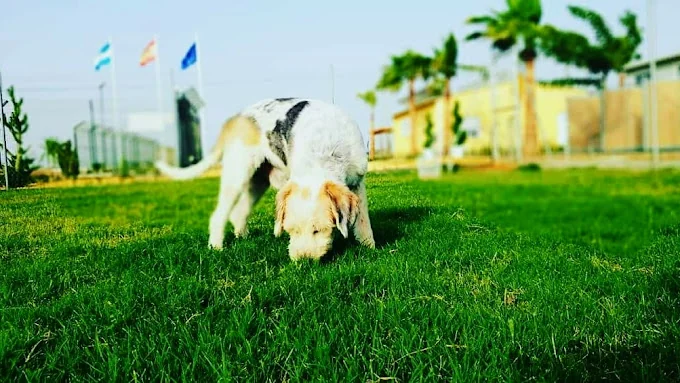 Residencia Canina Mascotas Nazarenas