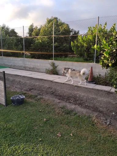 Residencia canina Montemar
