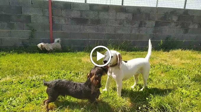 Residencia Canina Naroa