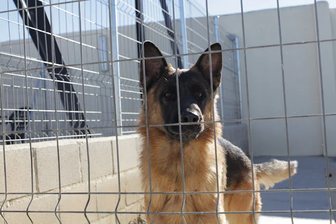 Residencia Canina Nuestra Señora de Sonsoles