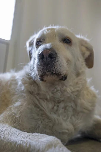 Residencia canina- Peluquería y Autolavado "Entre Algodones"