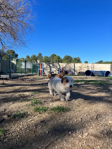 Residencia Canina Unidos