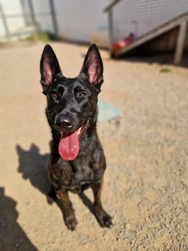 Residencia Canina y Adiestramiento Can Brutus