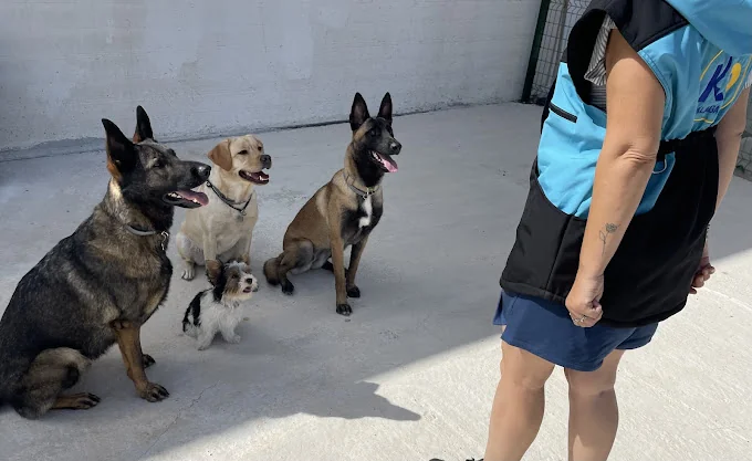 Residencia Canina y Adiestramiento Cruzcan