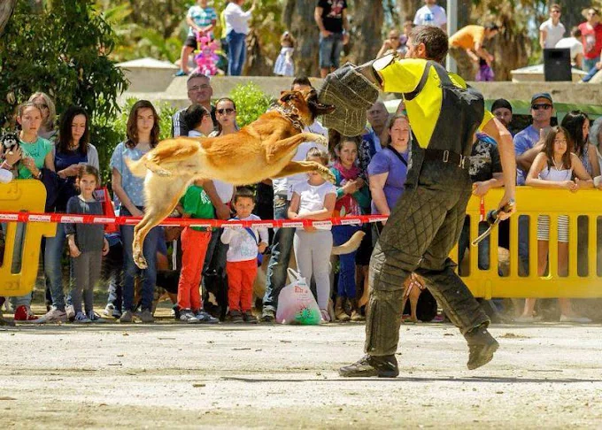 Residencia Canina y adiestramiento Kennel Campo de Gibraltar